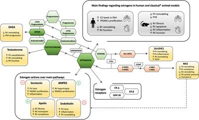 Sex Differences in Pulmonary Hypertension